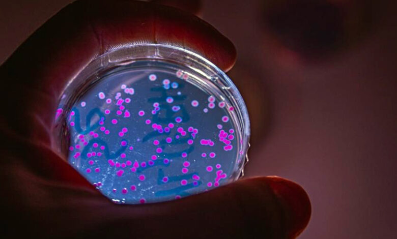 E. coli демонстрира памет: Бактерията запомня преживявания и ги предава на поколенията