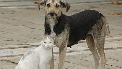 Кампания за кастрация на безстопанствени животни започна в община Гоце Делчев