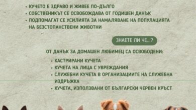 Община Пазарджик с кампания за регистрацията на домашните кучета