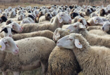 Нови огнища на шарка по овцете и козите са констатирани в област Кърджали