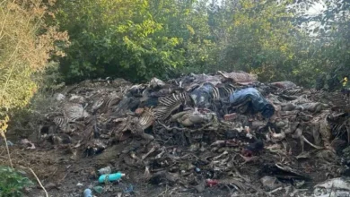 Разкриха незаконно клане на коне край Сливен