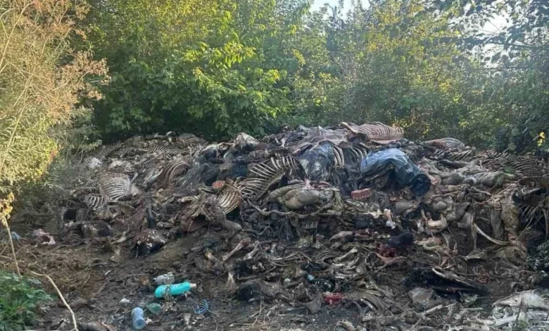 Разкриха незаконно клане на коне край Сливен