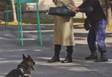 Четириногите Ирко и Айрън гостуваха на децата от детска градина "Първи юни" в Кюстендил