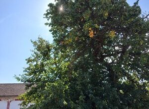Екоинспекцията в Монтана започна издирване и документиране на вековни дървета по инициативата „Живите корени на България“