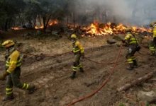 Окончателно е потушен пожарът край село Победа, Ямболско, съобщи областният управител Георги Чалъков