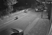 След появата на мече по улицте на Благоевград: Проверяват дали животното се връща