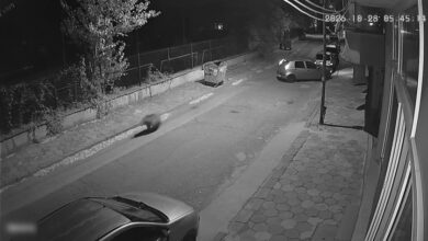 След появата на мече по улицте на Благоевград: Проверяват дали животното се връща